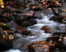 Fall Foliage